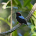 Blue-backed Manakin - Photo (c) Marcelo Maux, all rights reserved, uploaded by Marcelo Maux