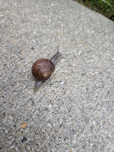 Garden Snail