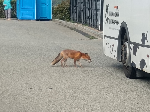Red Fox
