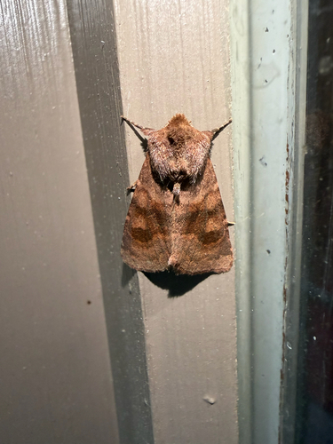 Bronzed Cutworm Moth