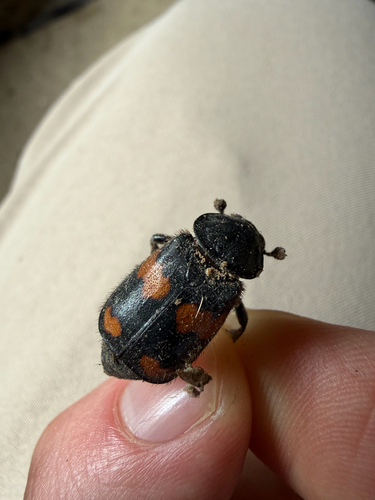 Roundneck Sexton Beetle