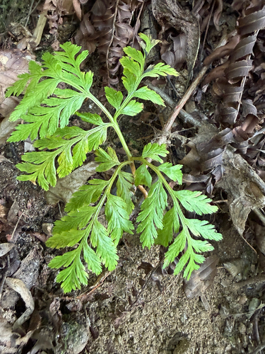 rattlesnake fern