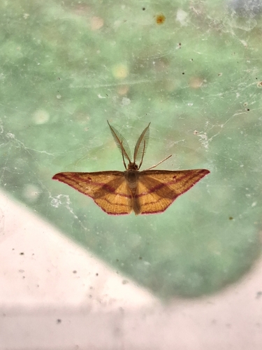 Chickweed Geometer Moth