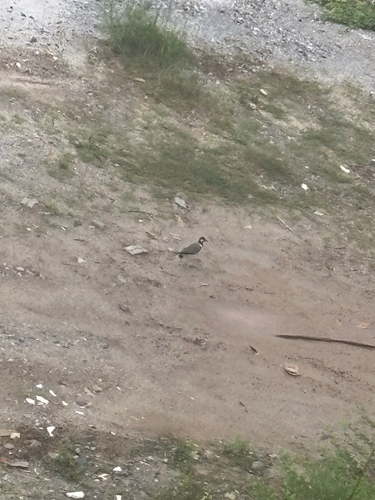 Red-wattled Lapwing