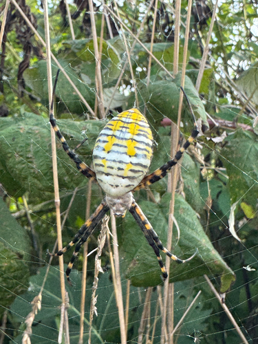 Banded Garden Spider
