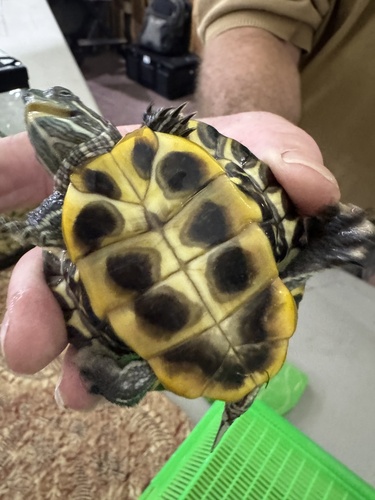Red-eared Slider
