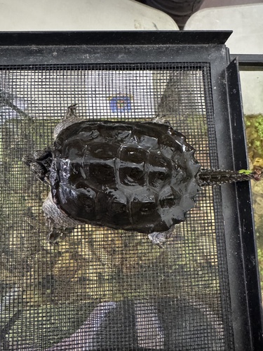 Common Snapping Turtle