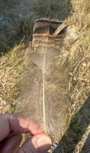 Wild Turkey