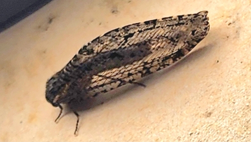 Polystoechotes punctata