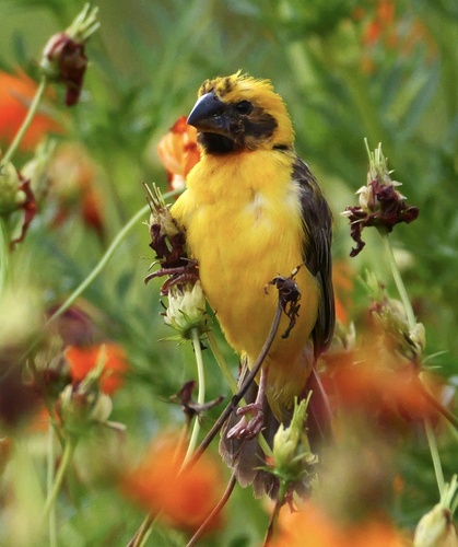 Asian Golden Weaver