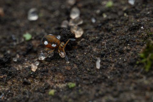 Sminthurinus quadrimaculatus