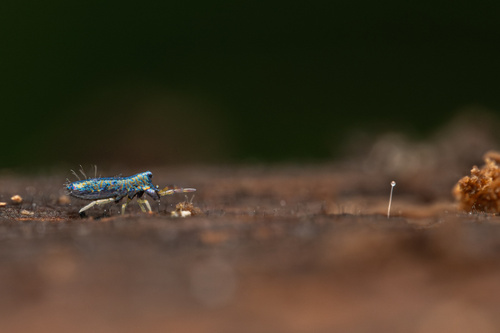 Lepidocyrtus paradoxus