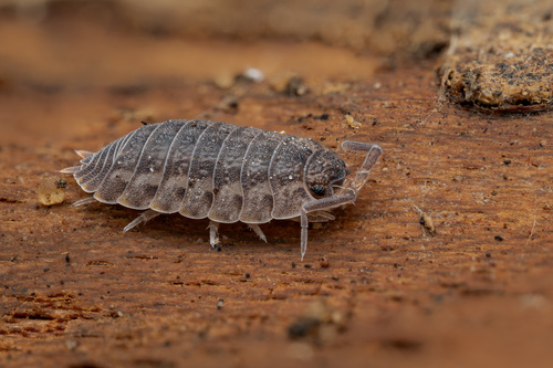 Rathke's Woodlouse