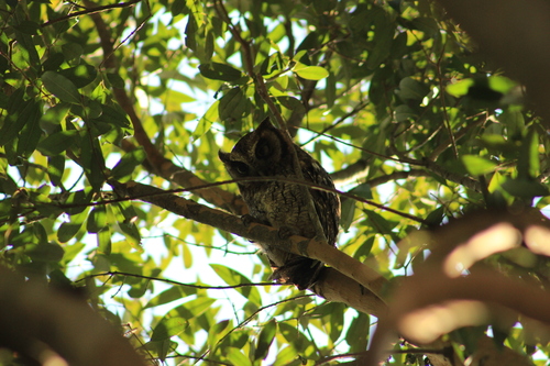 Tropical Screech-Owl