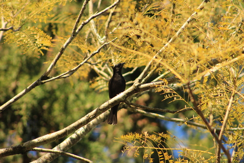 Shiny Cowbird