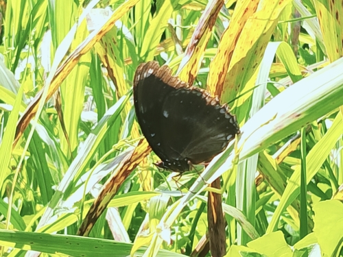 Great Eggfly