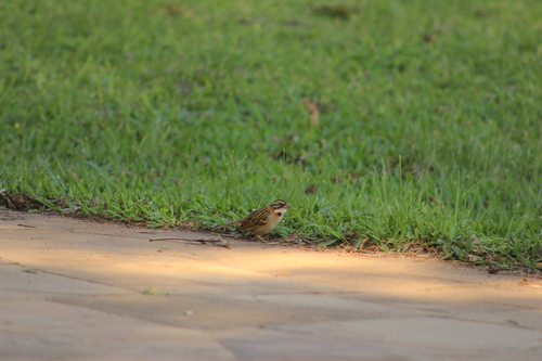 Rufous-collared Sparrow