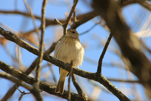 Saffron Finch