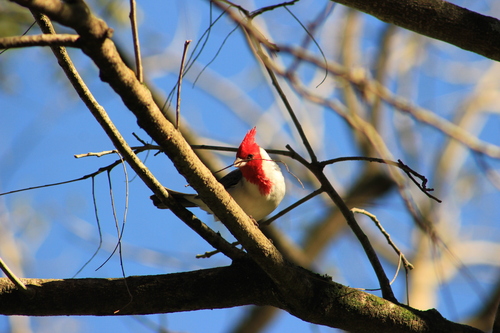 Red-crested Cardinal