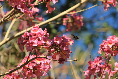Handroanthus heptaphyllus