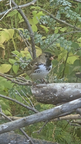 Harris's Sparrow