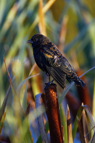 Red-winged Blackbird