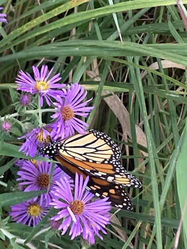 Monarch