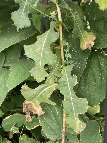prickly lettuce