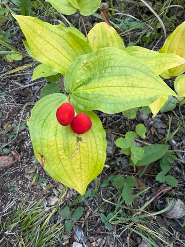 rough-fruited fairybells