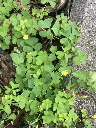 upright yellow woodsorrel