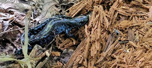 Blue-spotted Salamander