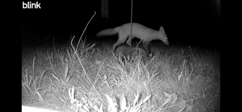 Red Fox