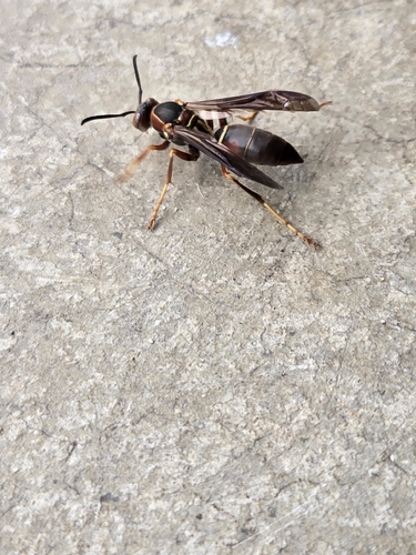 Northern Paper Wasp