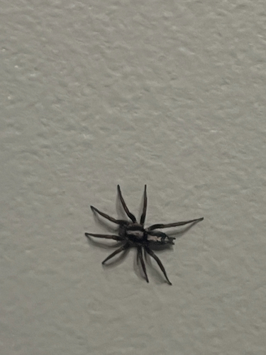 Eastern Parson Spider