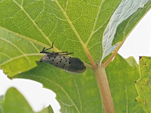 Spotted Lanternfly