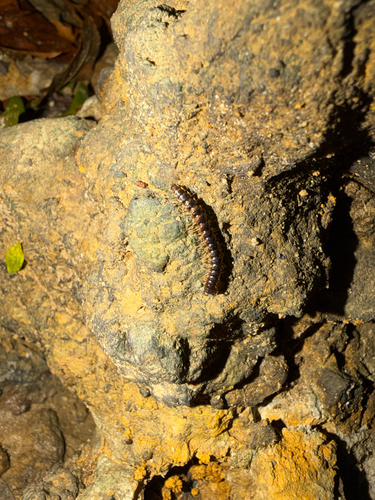 Greenhouse Millipede