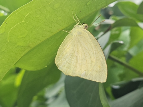 Mottled Emigrant
