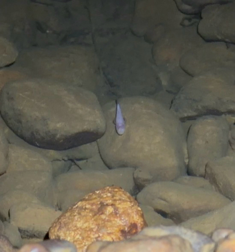 Southern Cavefish