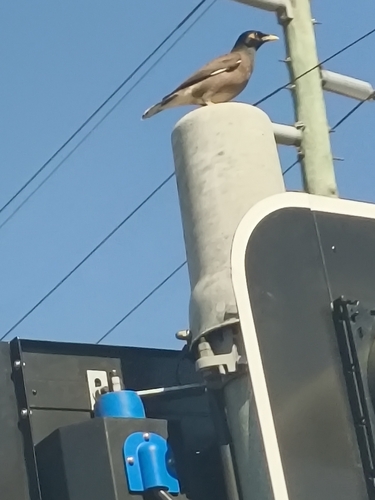 Common Myna