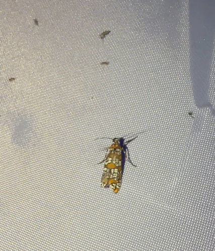 Ailanthus Webworm Moth