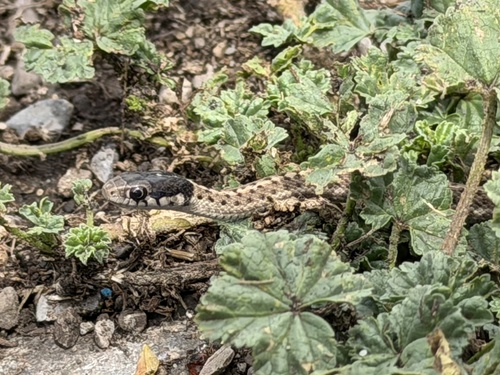 Wandering Garter Snake