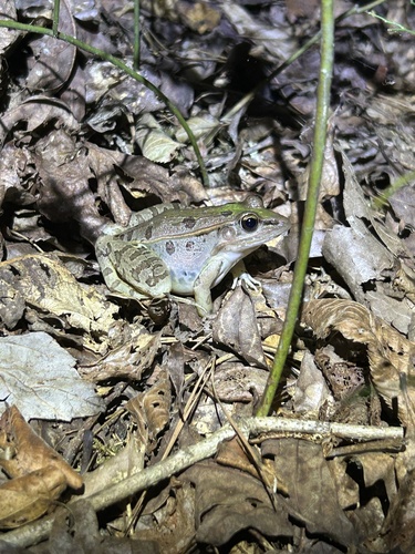 Southern Leopard Frog