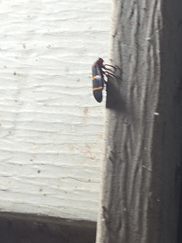 Two-lined Spittlebug