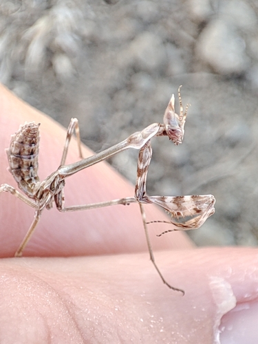 Fasciated Conehead Mantid