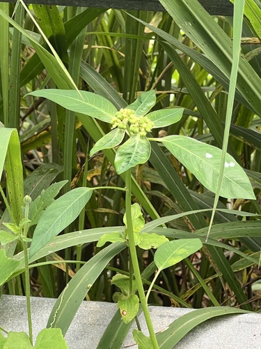 painted spurge