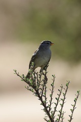 White-crowned Sparrow