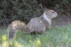 California Ground Squirrel