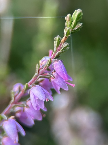 common heather