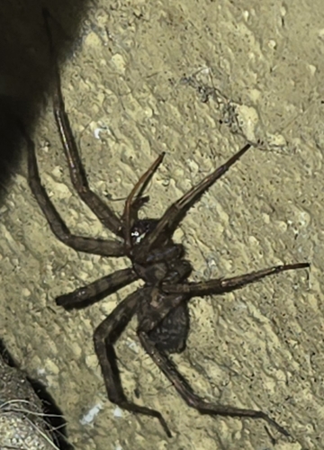Barn Funnel Weaver
