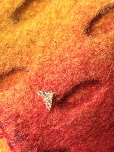 Twenty-plume Moth
